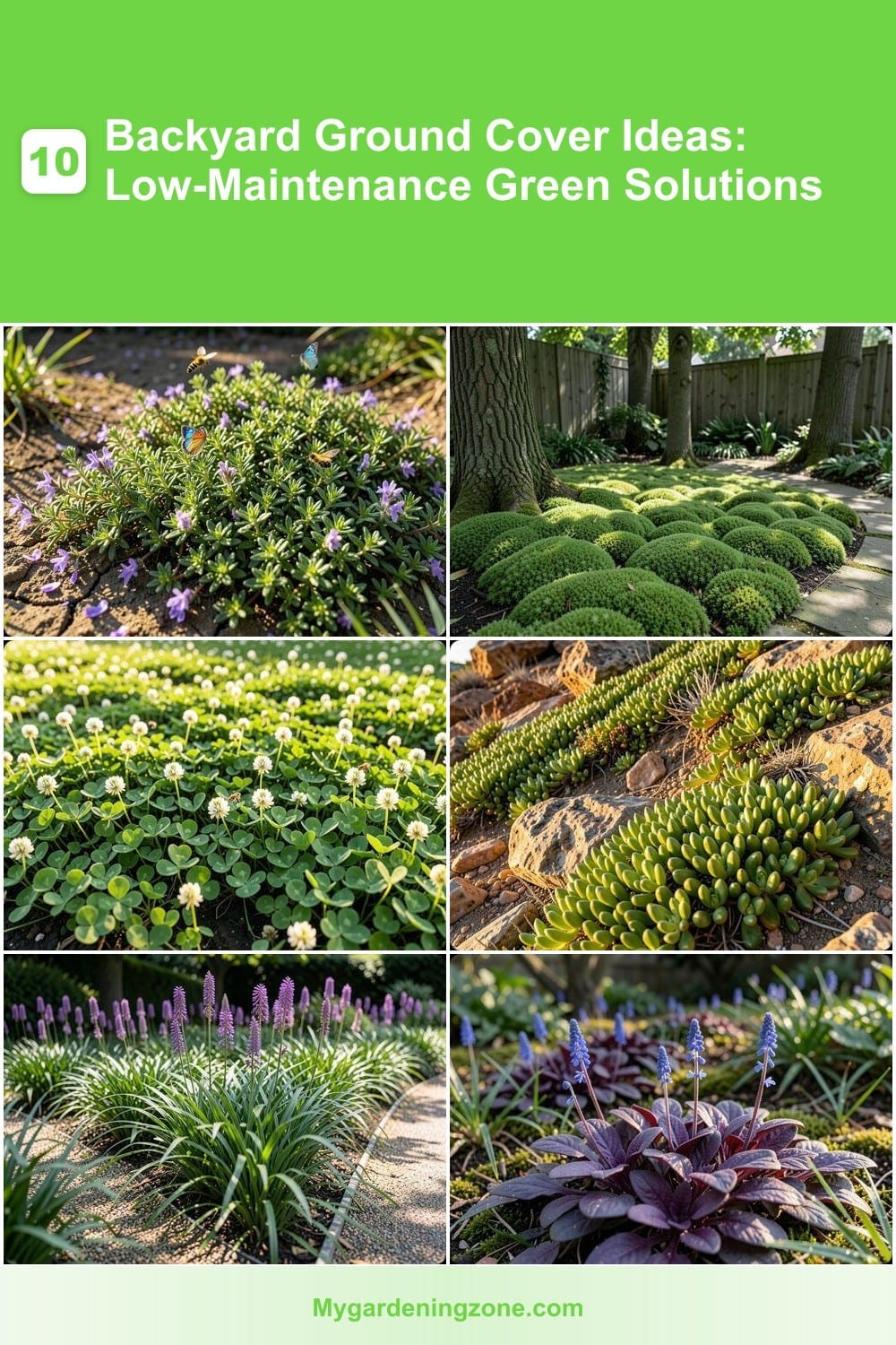 10 Backyard Ground Cover Ideas: Low-Maintenance Green Solutions 10 Backyard Ground Cover Ideas: Low-Maintenance Green Solutions