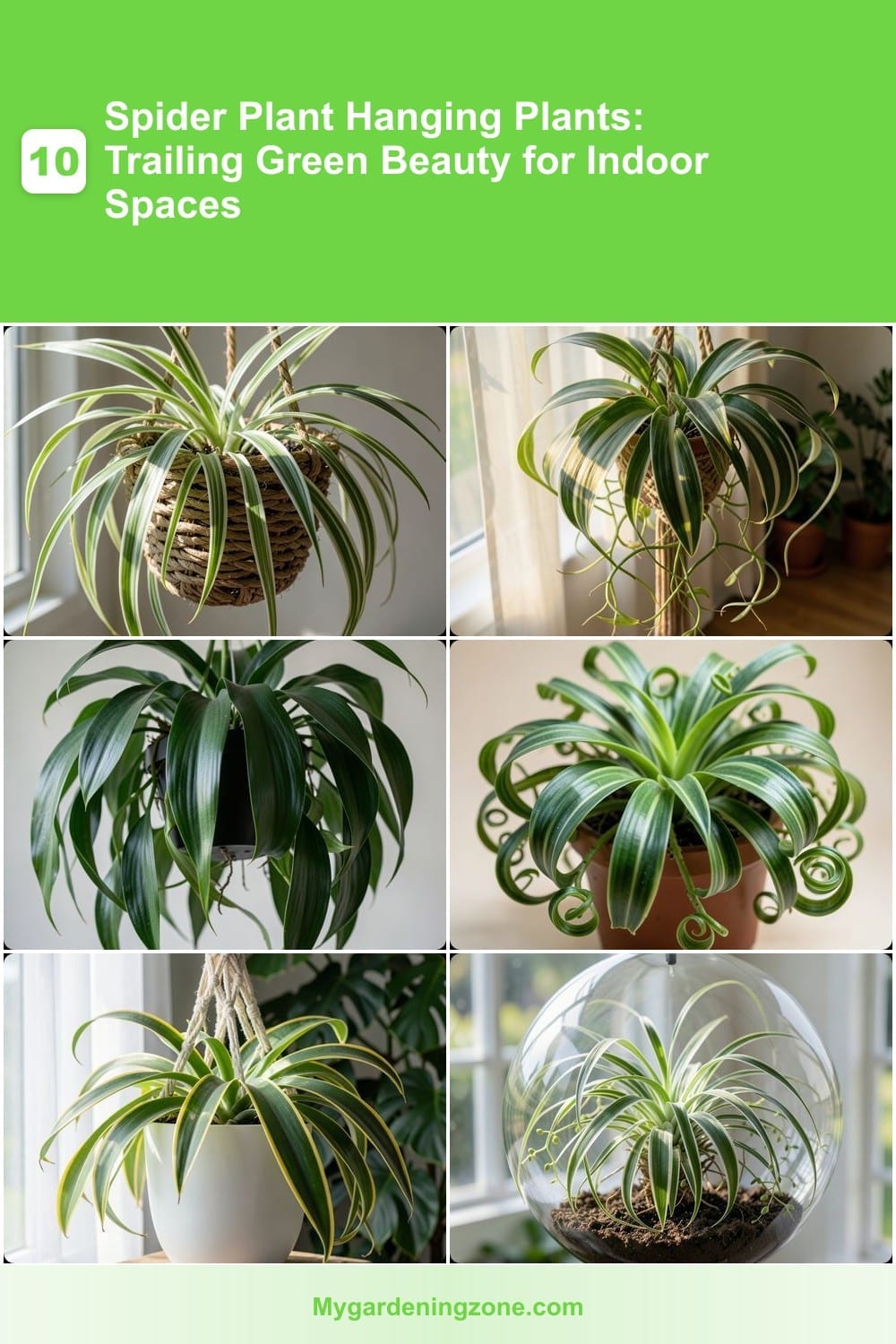 10 Spider Plant Hanging Plants: Trailing Green Beauty for Indoor Spaces