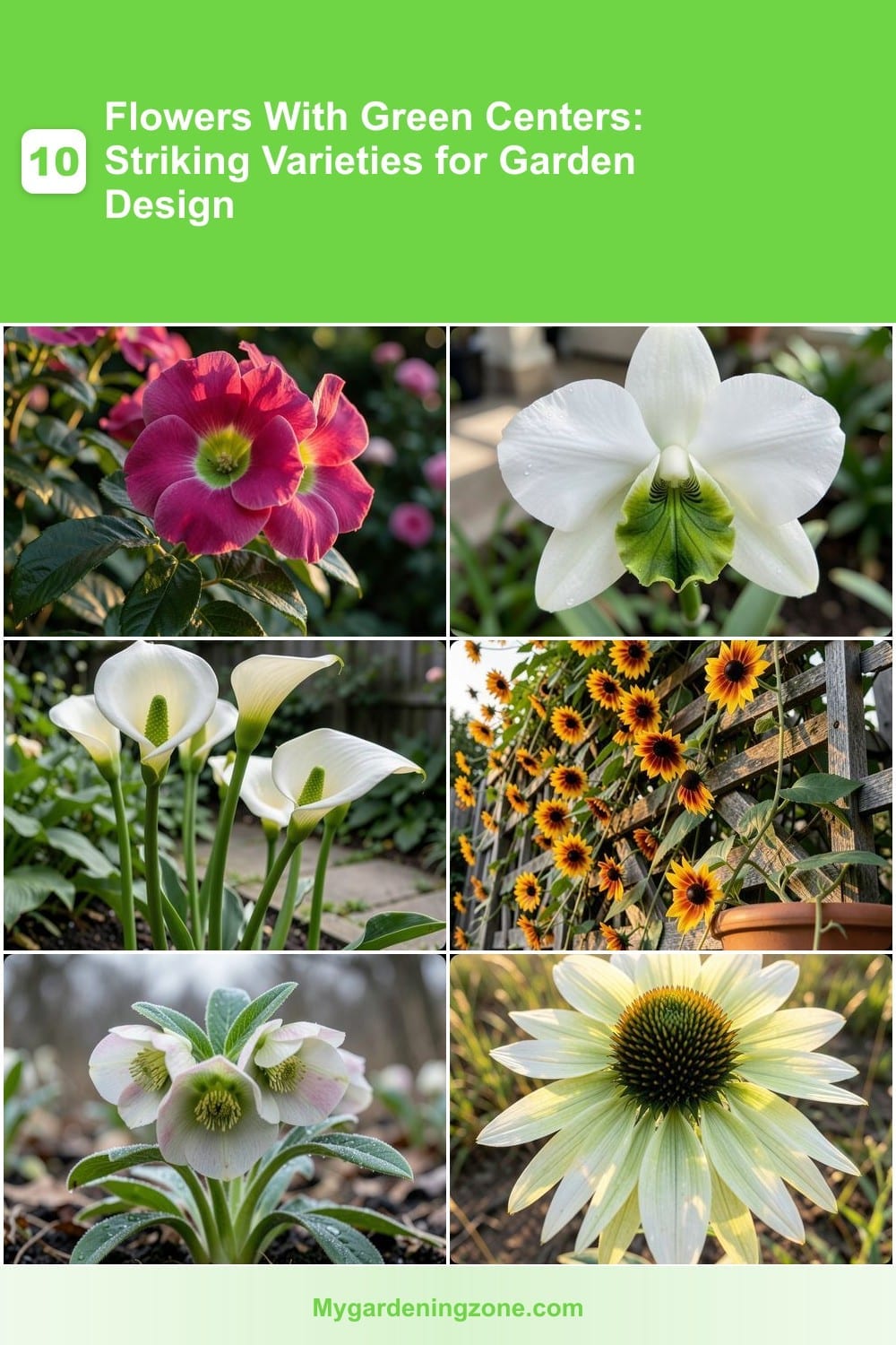 10 Flowers With Green Centers: Striking Varieties for Garden Design 10 Flowers With Green Centers: Striking Varieties for Garden Design