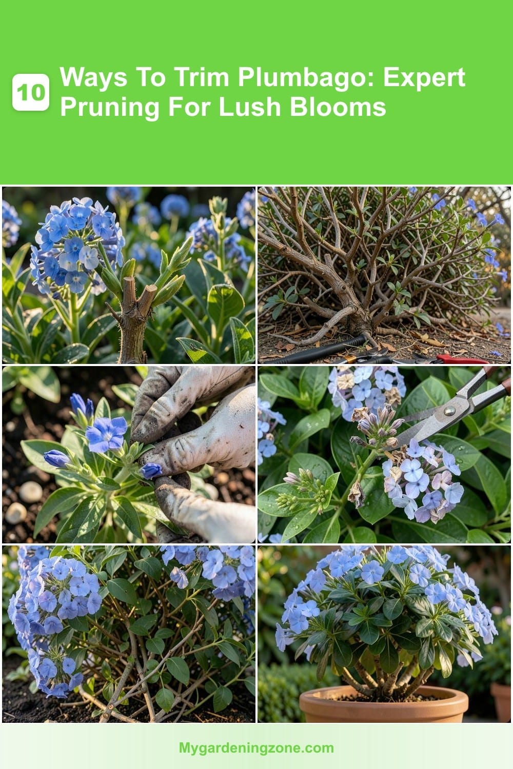 10 Ways To Trim Plumbago: Expert Pruning For Lush Blooms 10 Ways To Trim Plumbago: Expert Pruning For Lush Blooms