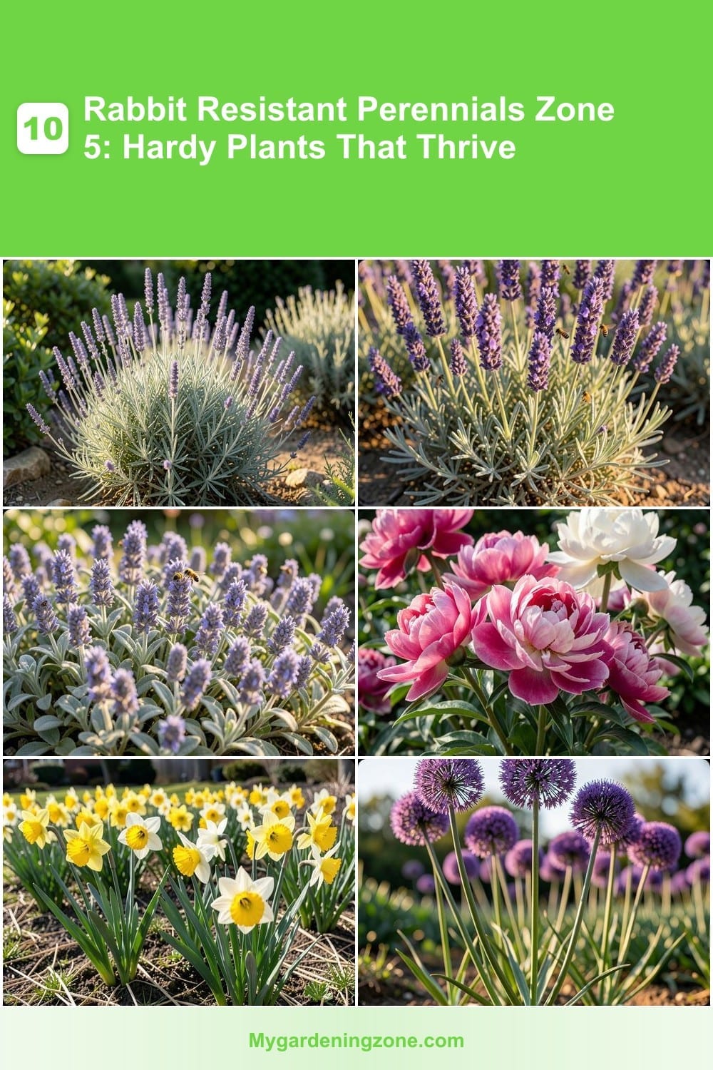 10 Rabbit Resistant Perennials Zone 5: Hardy Plants That Thrive