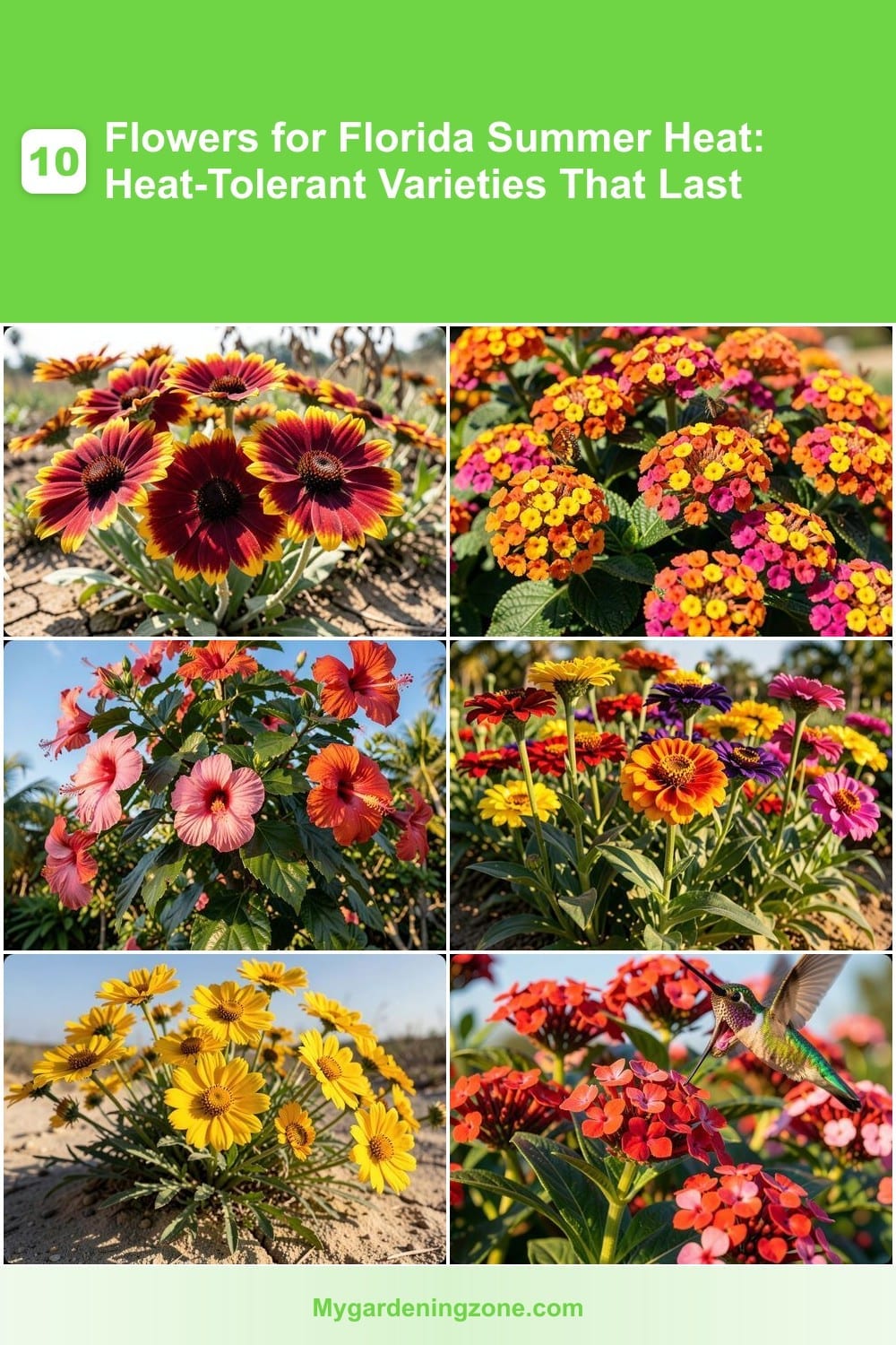 10 Flowers for Florida Summer Heat: Heat-Tolerant Varieties That Last 10 Flowers for Florida Summer Heat: Heat-Tolerant Varieties That Last