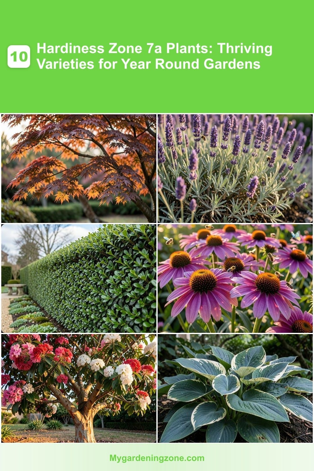10 Hardiness Zone 7a Plants: Thriving Varieties for Year Round Gardens 10 Hardiness Zone 7a Plants: Thriving Varieties for Year Round Gardens