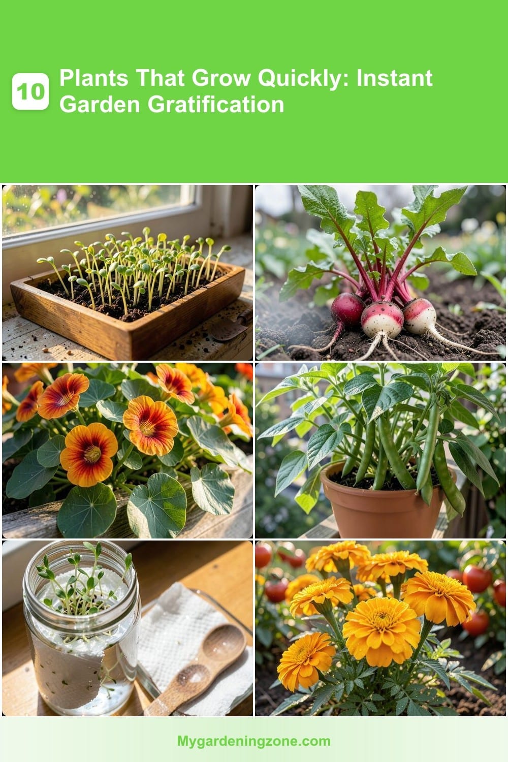 10 Plants That Grow Quickly: Instant Garden Gratification