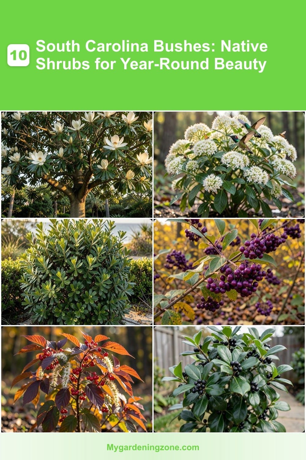 10 South Carolina Bushes: Native Shrubs for Year-Round Beauty
