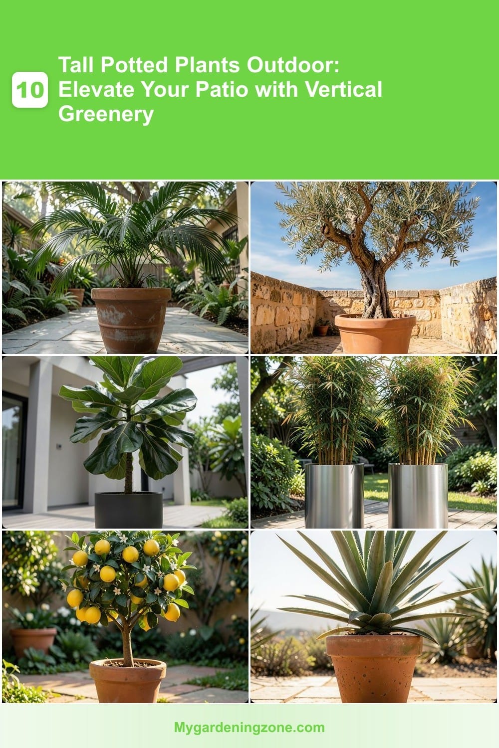 10 Tall Potted Plants Outdoor: Elevate Your Patio with Vertical Greenery 10 Tall Potted Plants Outdoor: Elevate Your Patio with Vertical Greenery