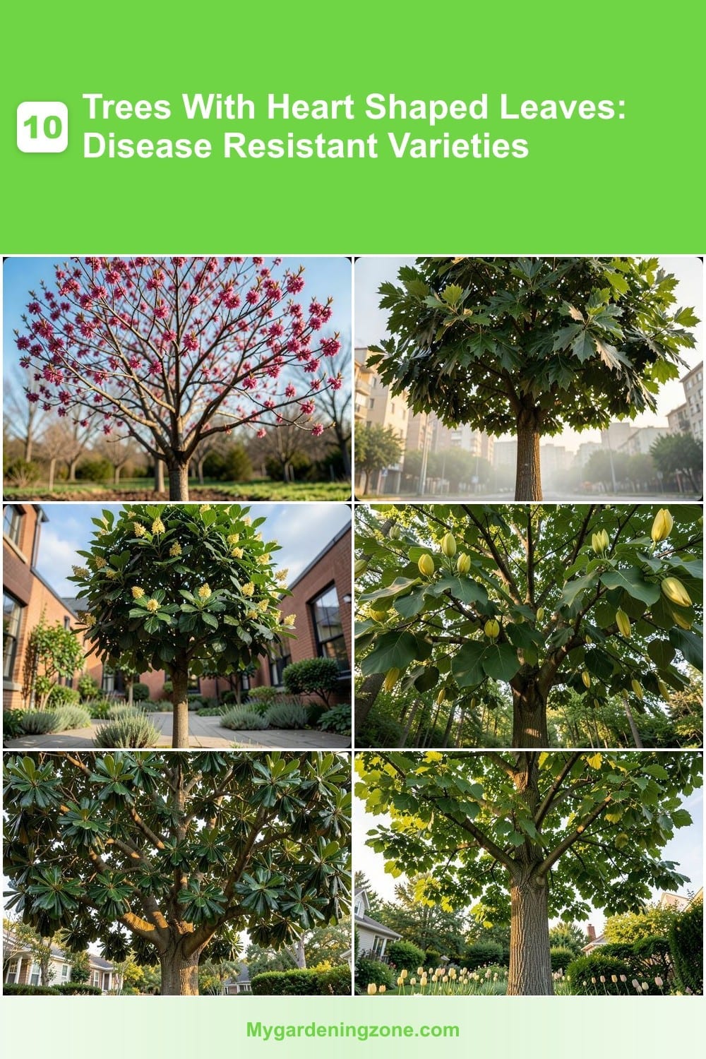 10 Trees With Heart Shaped Leaves: Disease Resistant Varieties 10 Trees With Heart Shaped Leaves: Disease Resistant Varieties