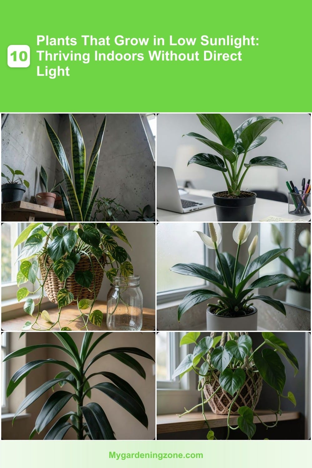 10 Plants That Grow in Low Sunlight: Thriving Indoors Without Direct Light