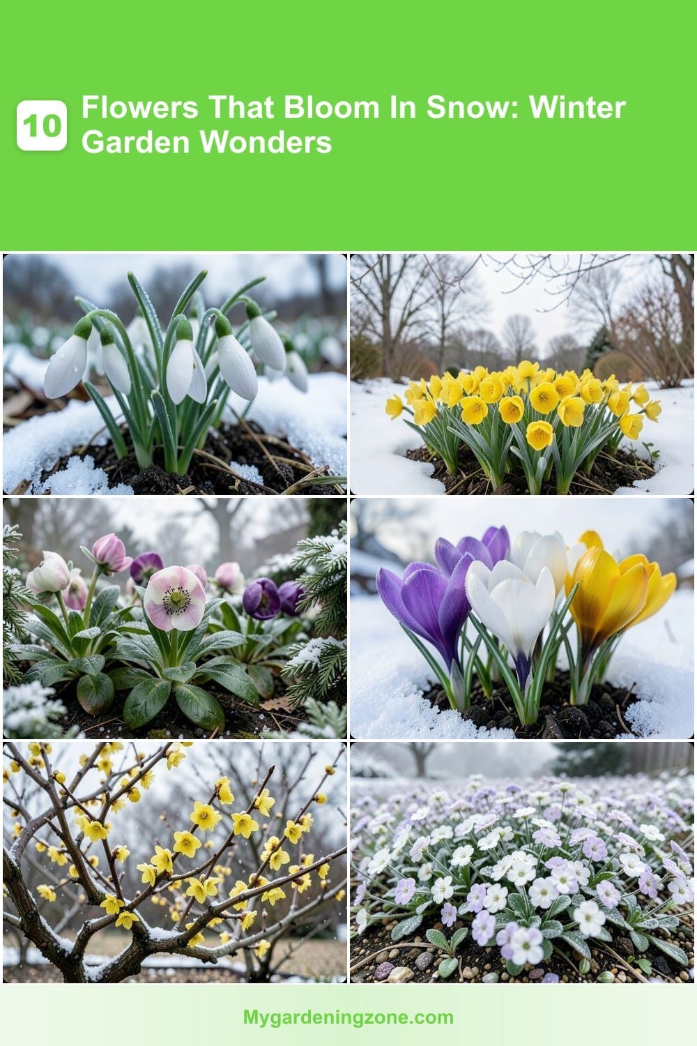 10 Flowers That Bloom In Snow: Winter Garden Wonders