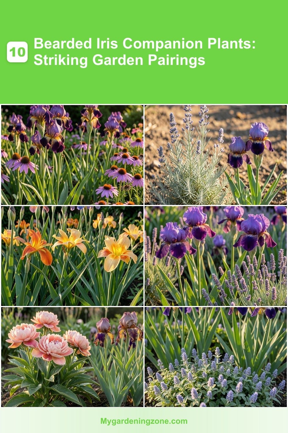 10 Bearded Iris Companion Plants: Striking Garden Pairings
