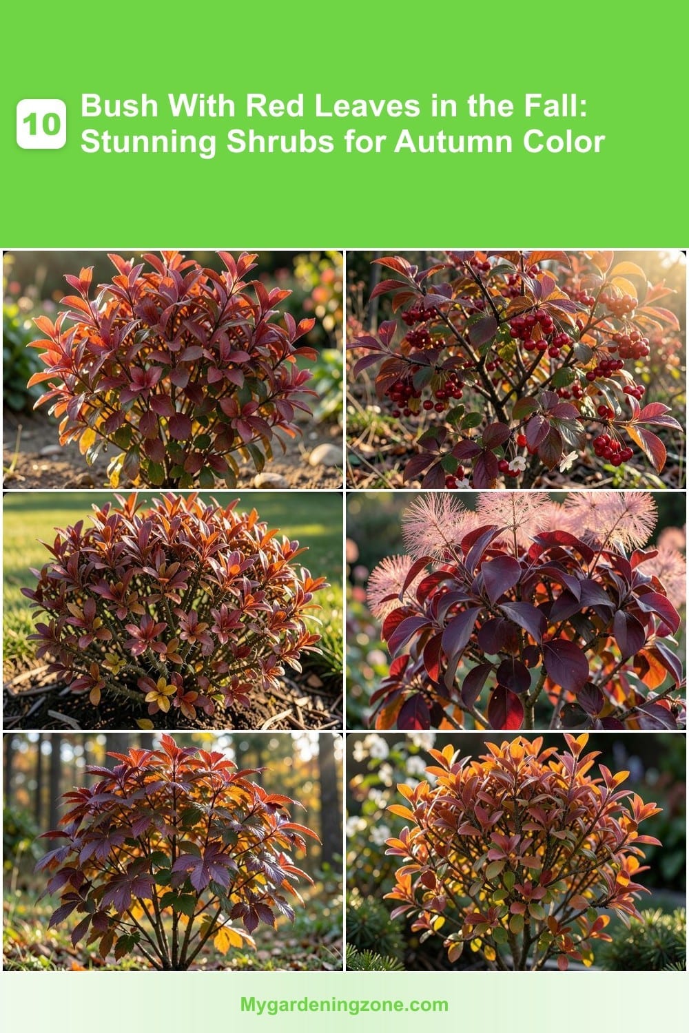 10 Bush With Red Leaves in the Fall: Stunning Shrubs for Autumn Color 10 Bush With Red Leaves in the Fall: Stunning Shrubs for Autumn Color