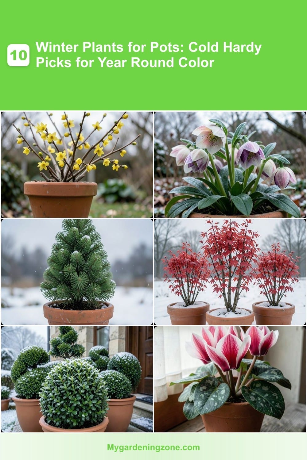10 Winter Plants for Pots: Cold Hardy Picks for Year Round Color 10 Winter Plants for Pots: Cold Hardy Picks for Year Round Color