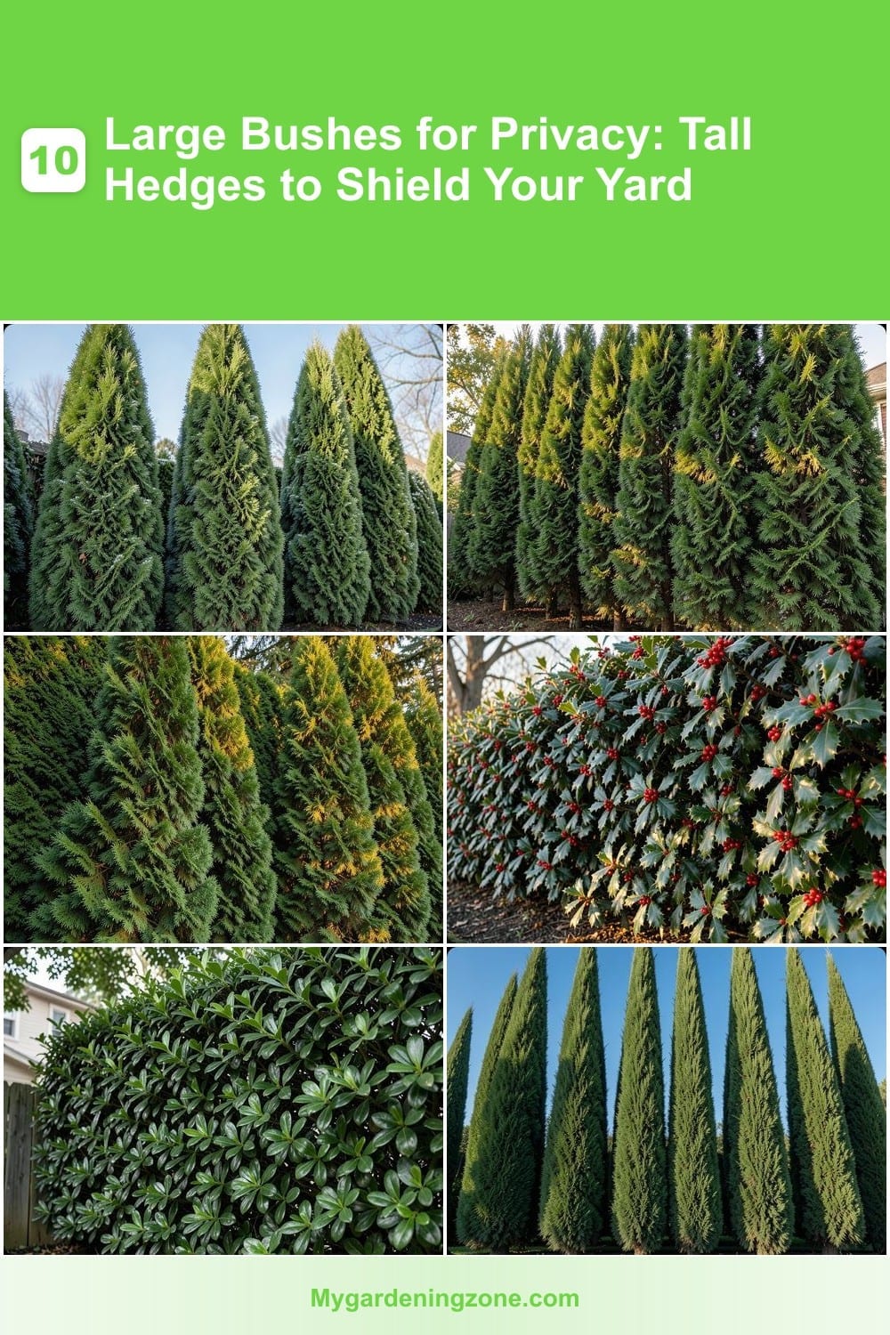 10 Large Bushes for Privacy: Tall Hedges to Shield Your Yard 10 Large Bushes for Privacy: Tall Hedges to Shield Your Yard