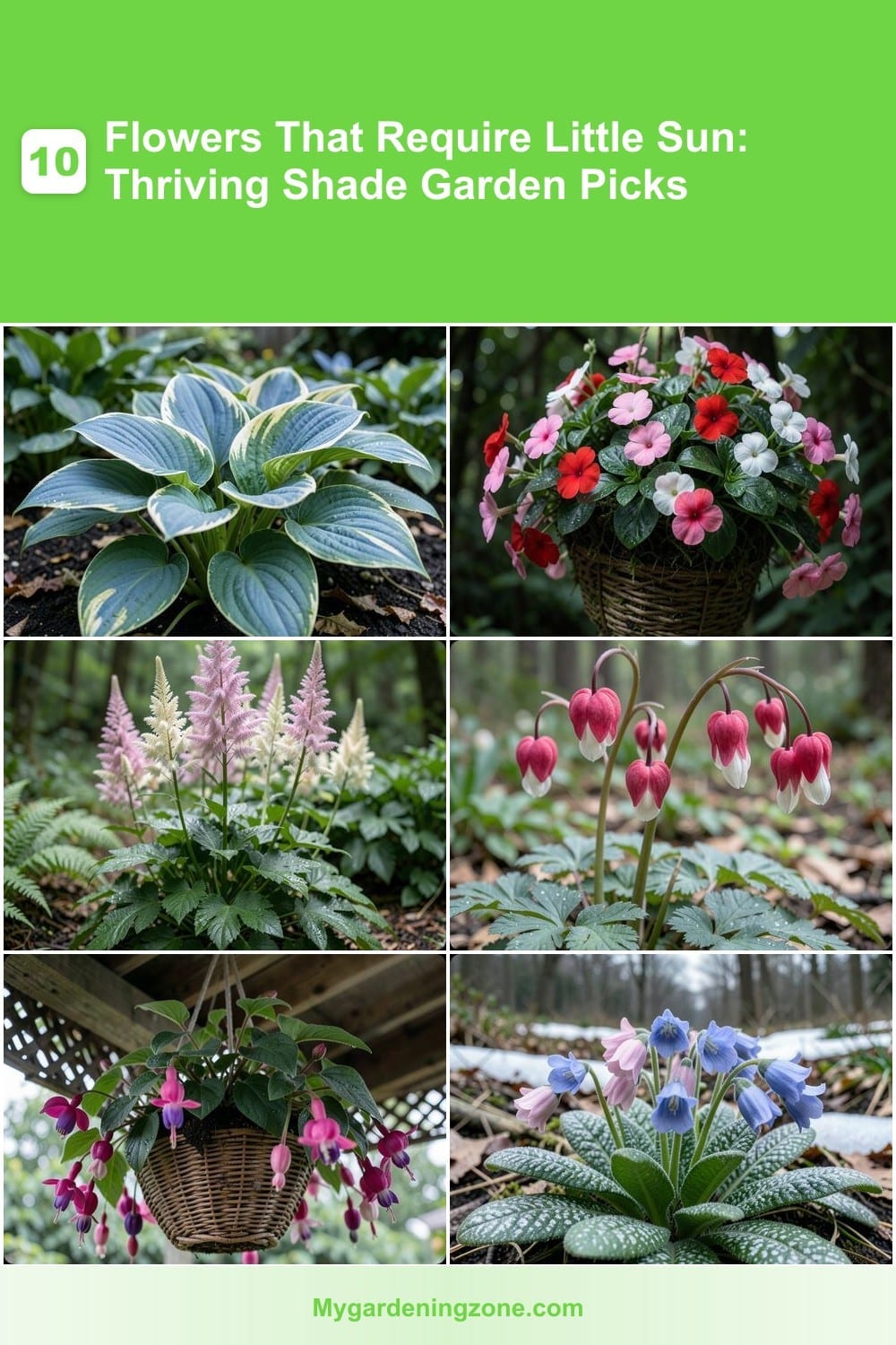 10 Flowers That Require Little Sun: Thriving Shade Garden Picks