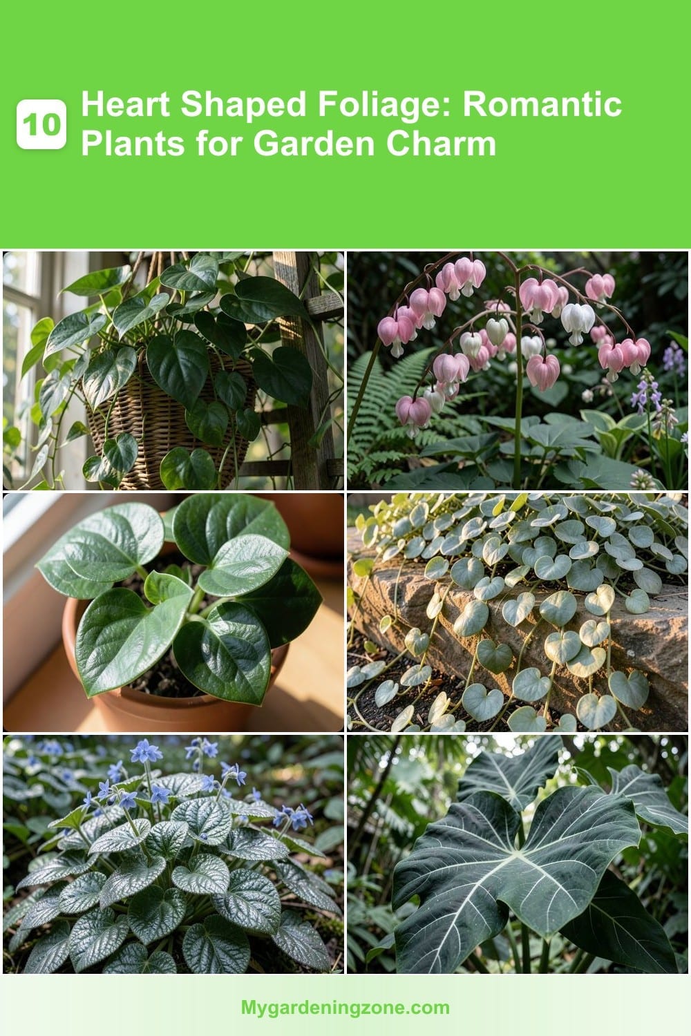 10 Heart Shaped Foliage: Romantic Plants for Garden Charm 10 Heart Shaped Foliage: Romantic Plants for Garden Charm