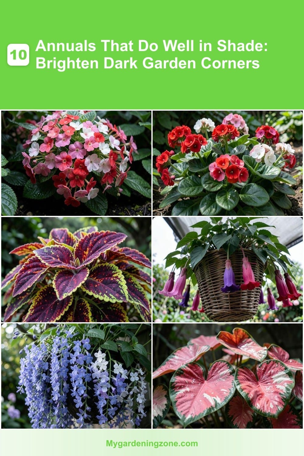 10 Annuals That Do Well in Shade: Brighten Dark Garden Corners 10 Annuals That Do Well in Shade: Brighten Dark Garden Corners