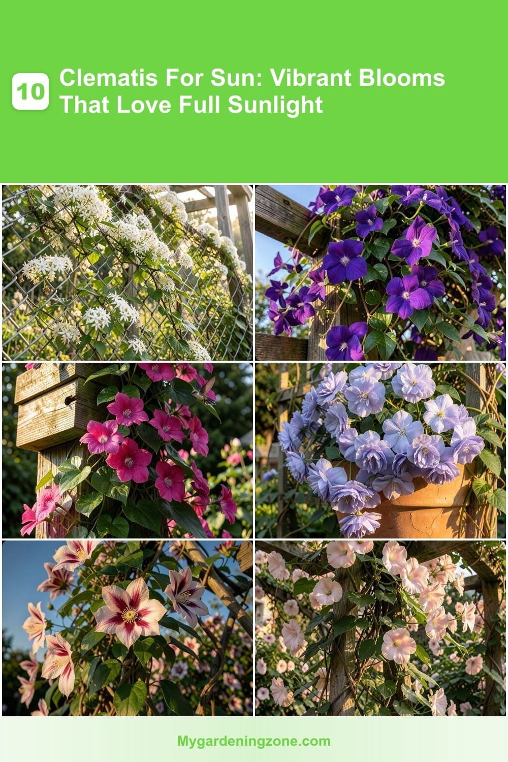 10 Clematis For Sun: Vibrant Blooms That Love Full Sunlight 10 Clematis For Sun: Vibrant Blooms That Love Full Sunlight