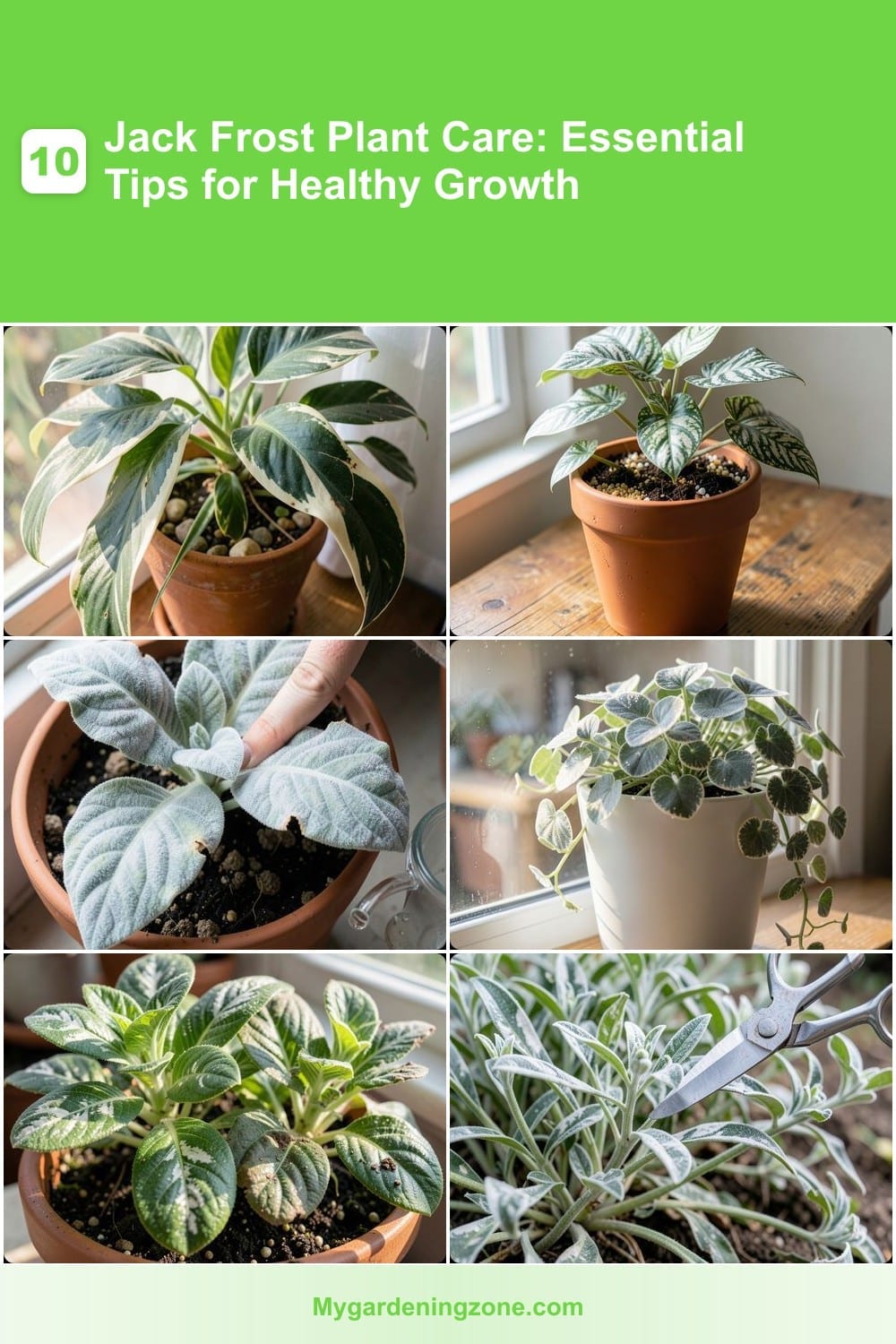 10 Jack Frost Plant Care: Essential Tips for Healthy Growth 10 Jack Frost Plant Care: Essential Tips for Healthy Growth