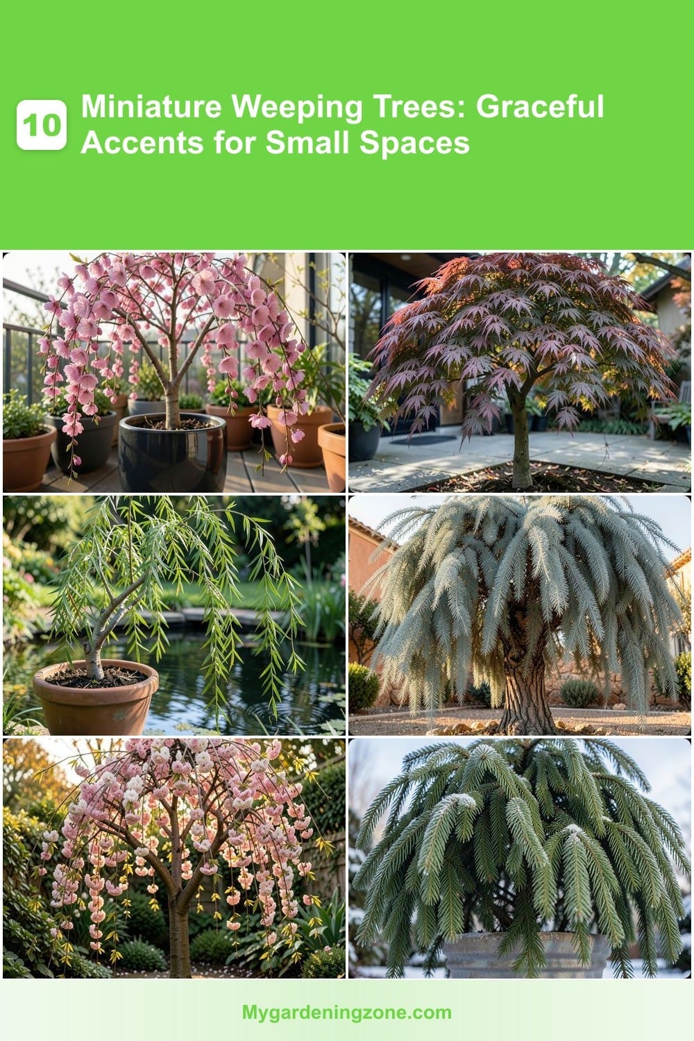 10 Miniature Weeping Trees: Graceful Accents for Small Spaces