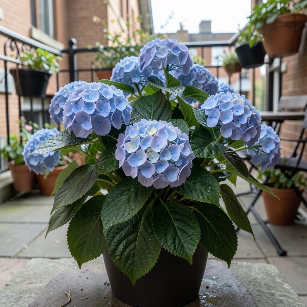 Dwarf Bigleaf Hydrangea Cityline