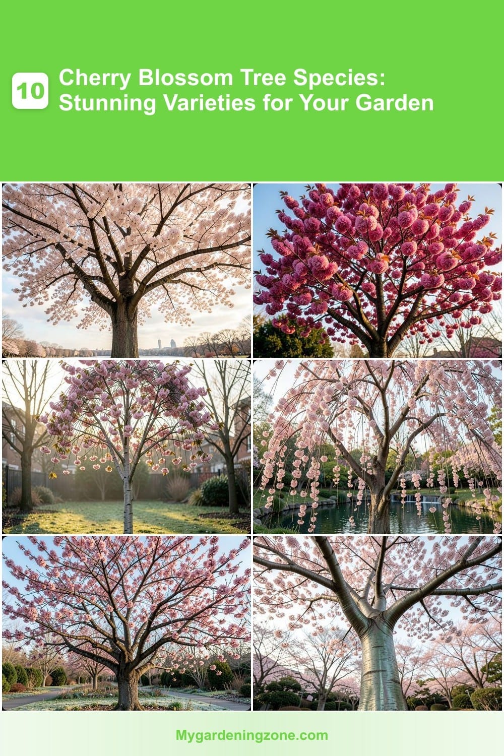10 Cherry Blossom Tree Species: Stunning Varieties for Your Garden