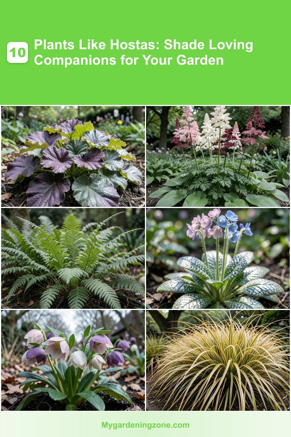 10 Plants Like Hostas: Shade Loving Companions for Your Garden 10 Plants Like Hostas: Shade Loving Companions for Your Garden
