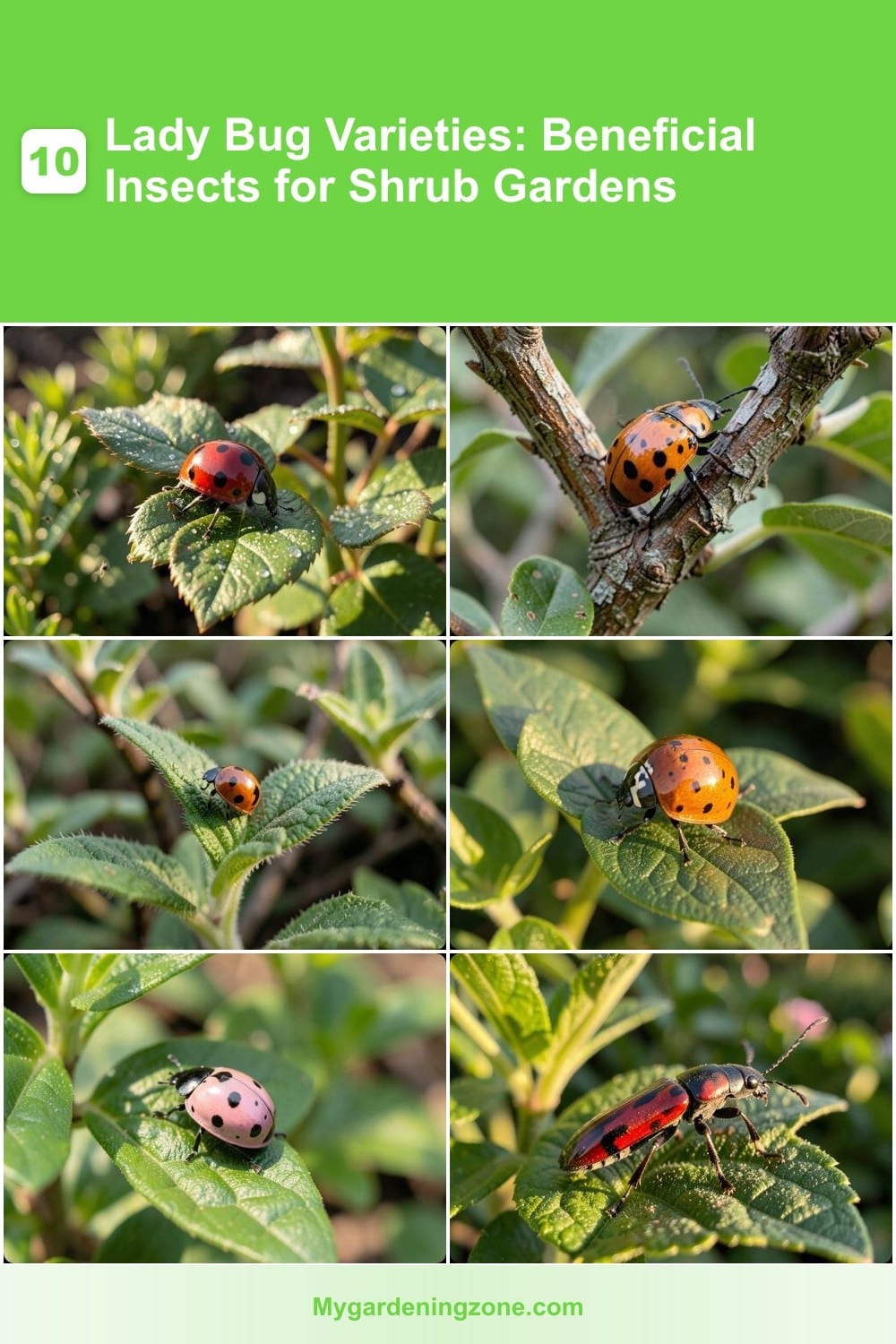 10 Lady Bug Varieties: Beneficial Insects for Shrub Gardens 10 Lady Bug Varieties: Beneficial Insects for Shrub Gardens