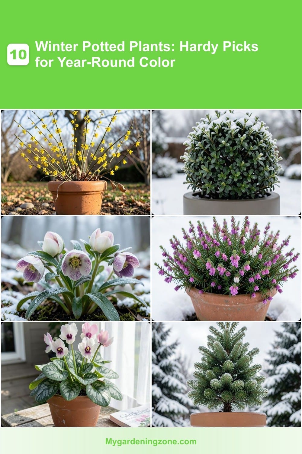 10 Winter Potted Plants: Hardy Picks for Year-Round Color 10 Winter Potted Plants: Hardy Picks for Year-Round Color