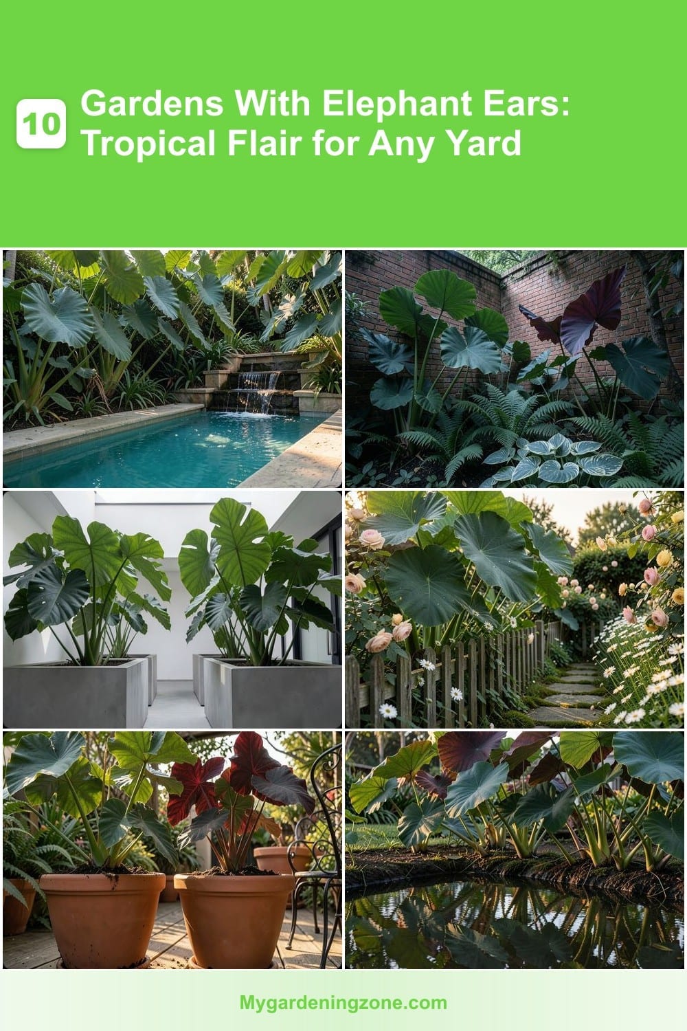10 Gardens With Elephant Ears: Tropical Flair for Any Yard 10 Gardens With Elephant Ears: Tropical Flair for Any Yard