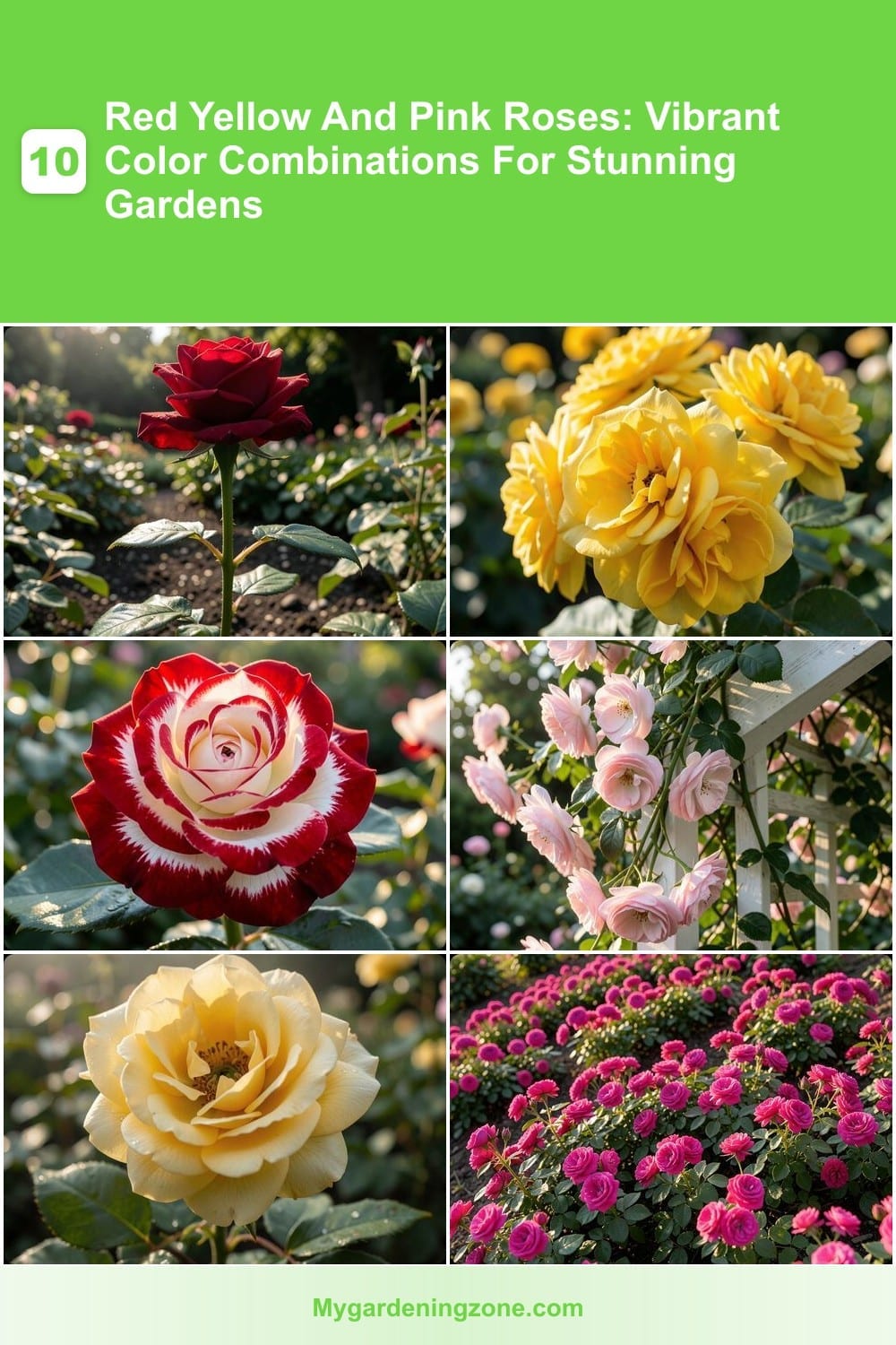 10 Red Yellow And Pink Roses: Vibrant Color Combinations For Stunning Gardens 10 Red Yellow And Pink Roses: Vibrant Color Combinations For Stunning Gardens