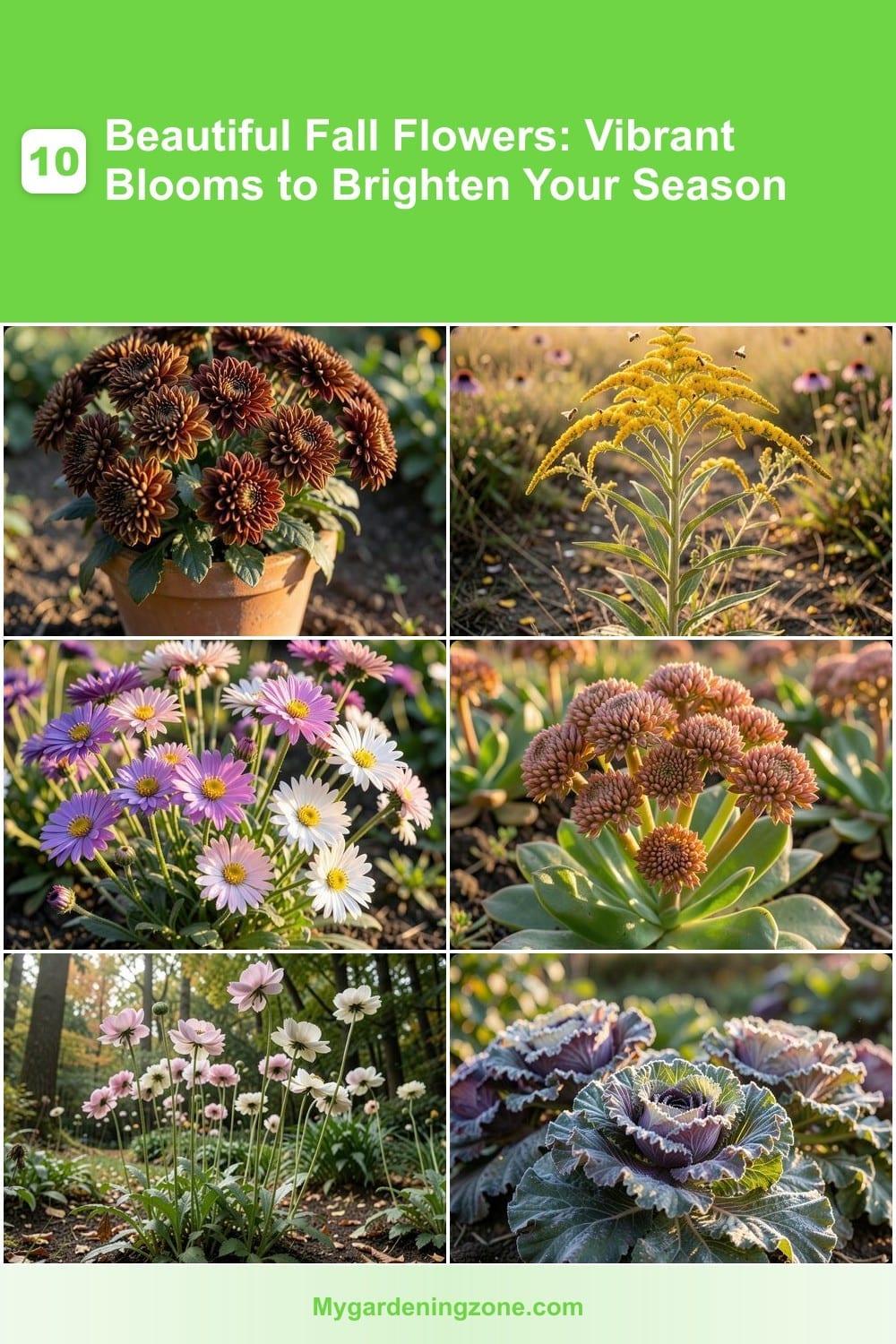 10 Beautiful Fall Flowers: Vibrant Blooms to Brighten Your Season 10 Beautiful Fall Flowers: Vibrant Blooms to Brighten Your Season