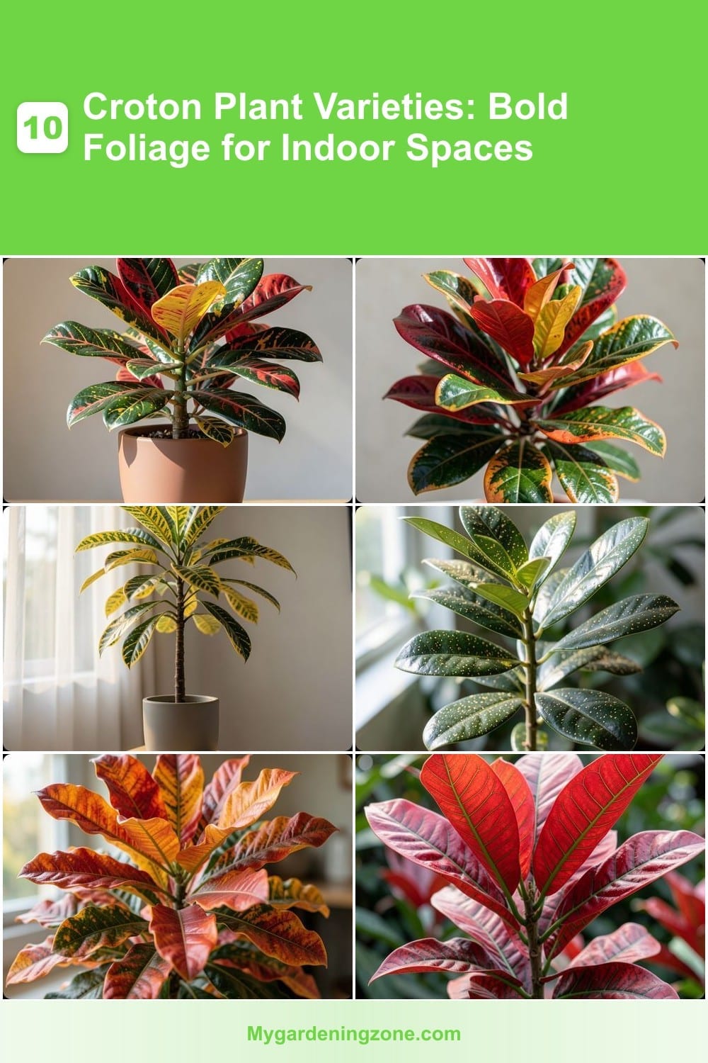 10 Croton Plant Varieties: Bold Foliage for Indoor Spaces