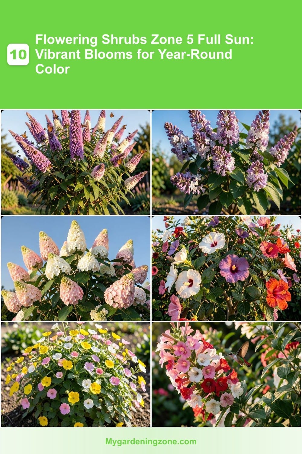 10 Flowering Shrubs Zone 5 Full Sun: Vibrant Blooms for Year-Round Color 10 Flowering Shrubs Zone 5 Full Sun: Vibrant Blooms for Year-Round Color