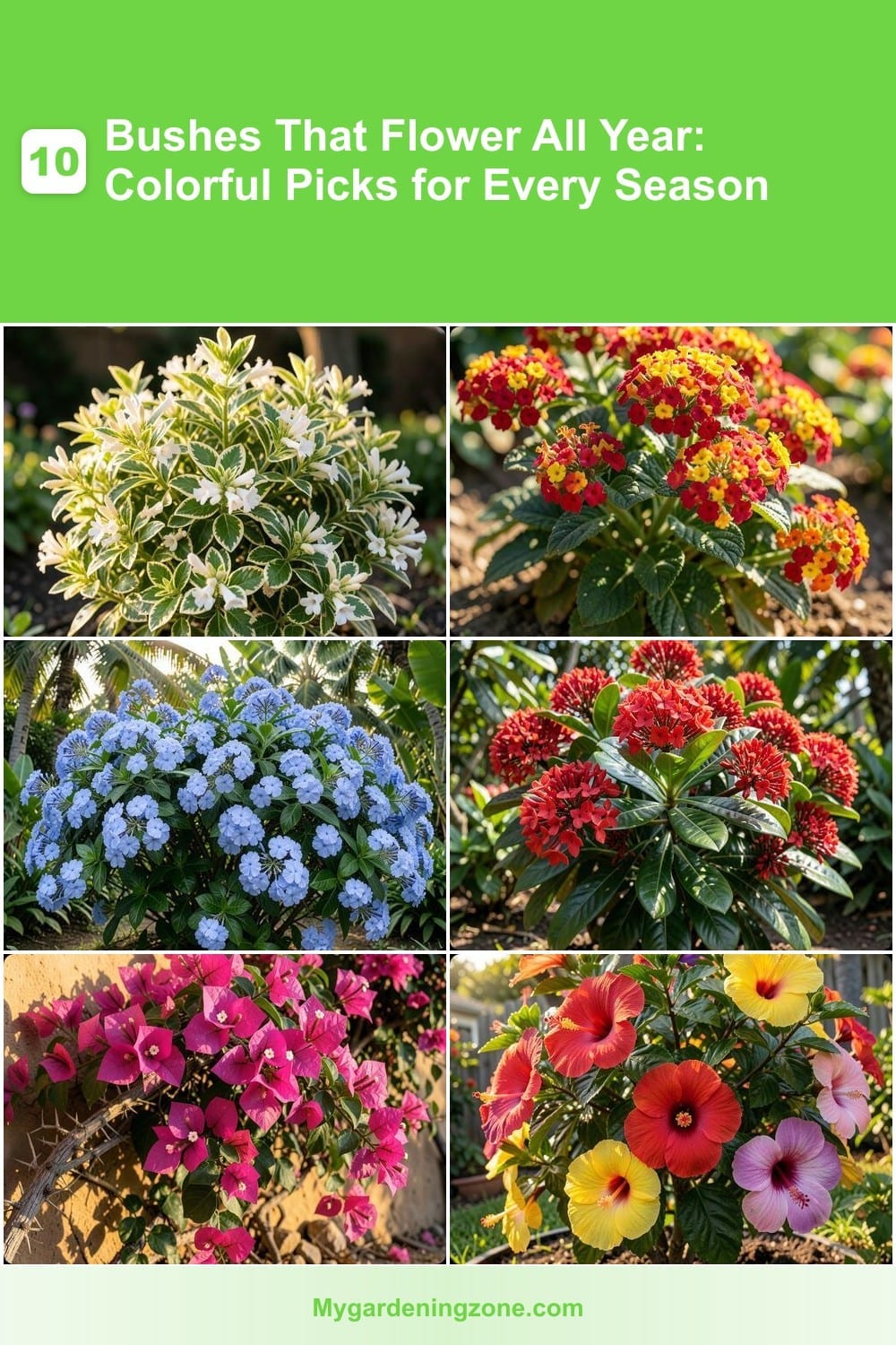 10 Bushes That Flower All Year: Colorful Picks for Every Season