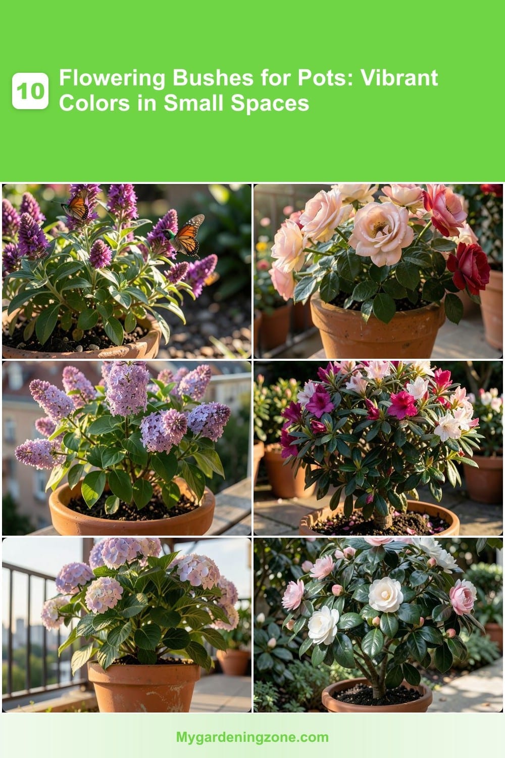10 Flowering Bushes for Pots: Vibrant Colors in Small Spaces 10 Flowering Bushes for Pots: Vibrant Colors in Small Spaces