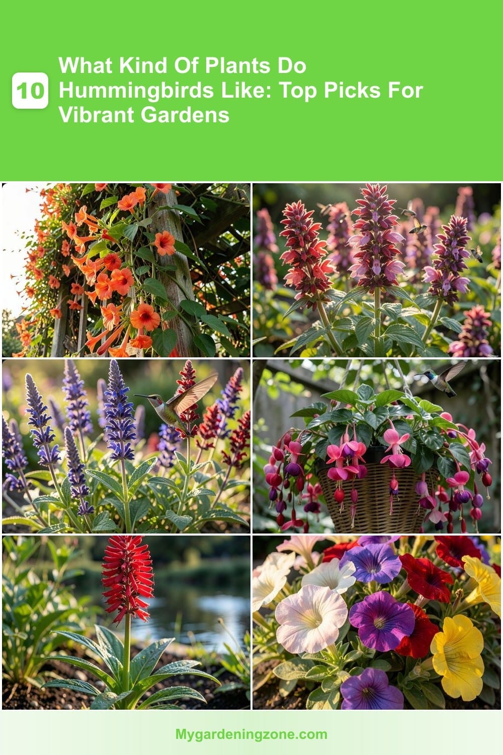 10 What Kind Of Plants Do Hummingbirds Like: Top Picks For Vibrant Gardens