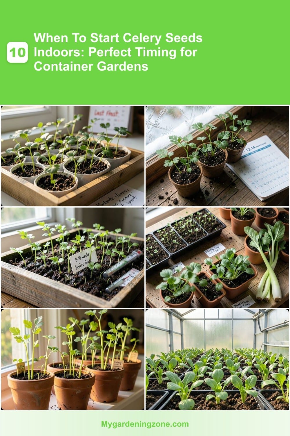 10 When To Start Celery Seeds Indoors: Perfect Timing for Container Gardens 10 When To Start Celery Seeds Indoors: Perfect Timing for Container Gardens