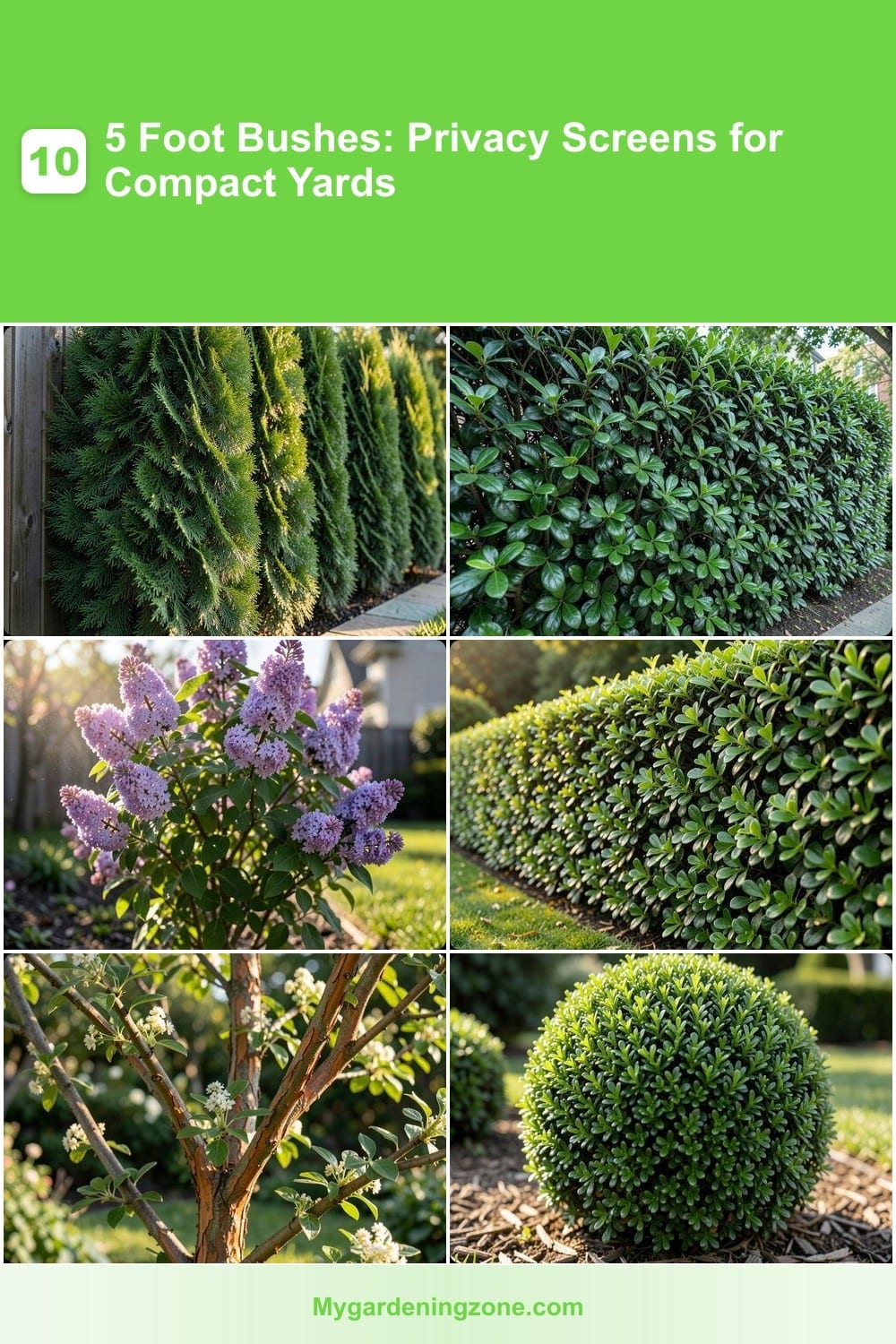 10 5 Foot Bushes: Privacy Screens for Compact Yards