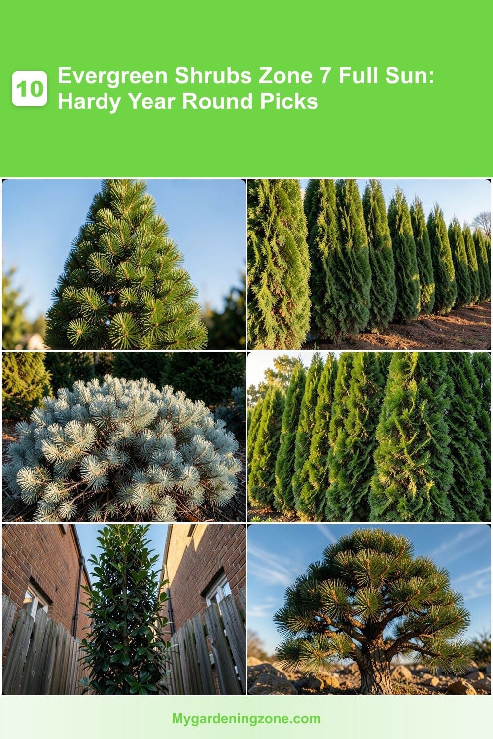 10 Evergreen Shrubs Zone 7 Full Sun: Hardy Year Round Picks