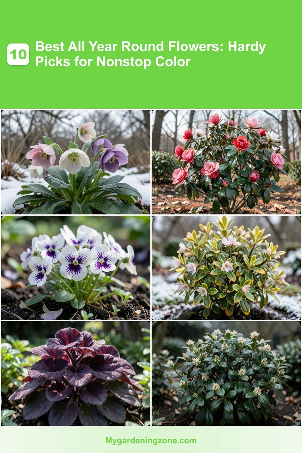 10 Best All Year Round Flowers: Hardy Picks for Nonstop Color 10 Best All Year Round Flowers: Hardy Picks for Nonstop Color