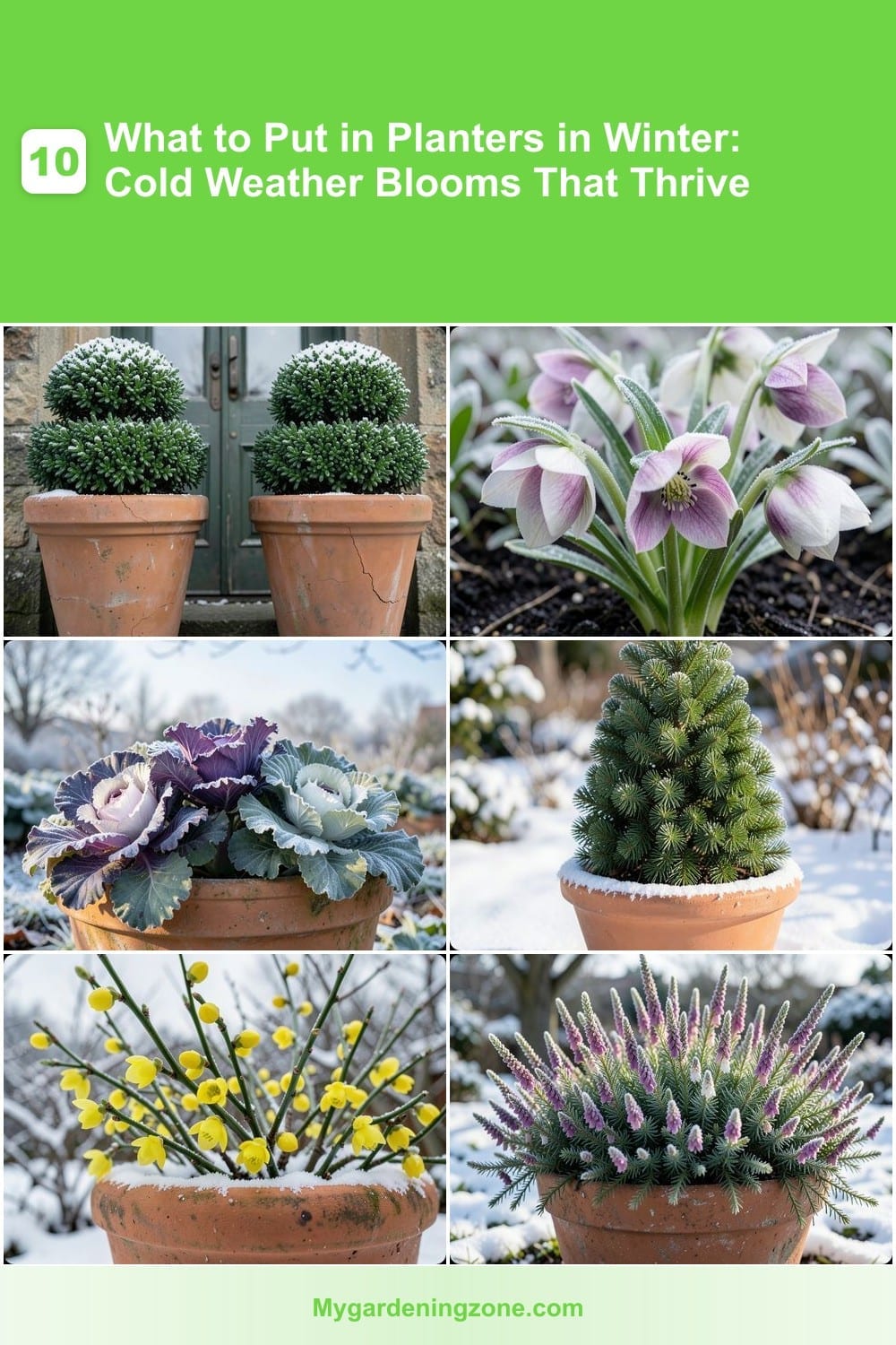 10 What to Put in Planters in Winter: Cold Weather Blooms That Thrive