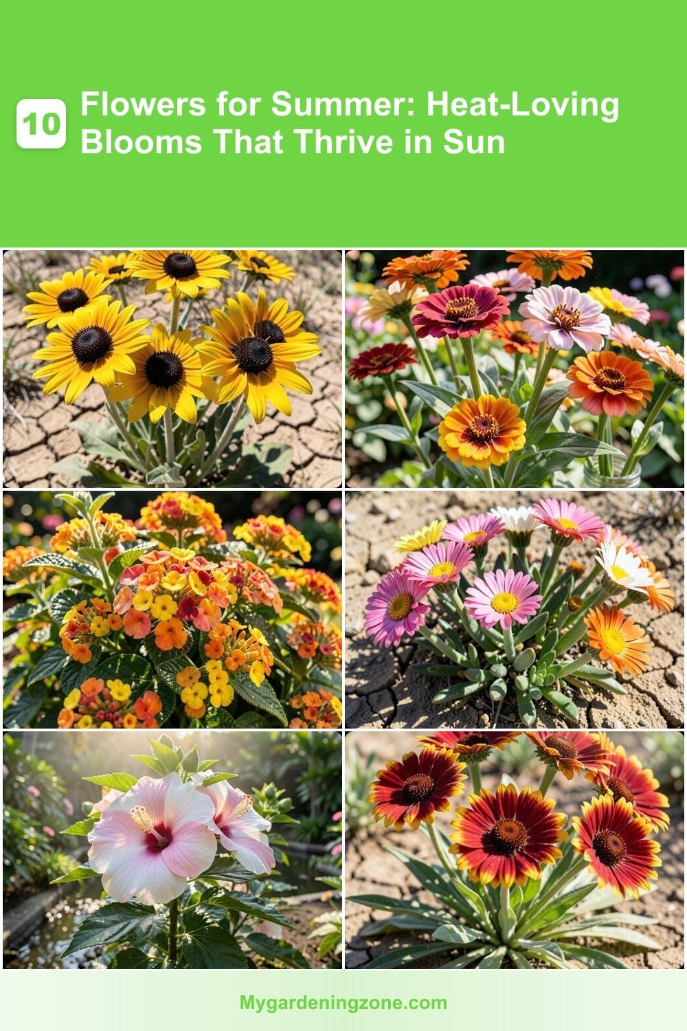 10 Flowers for Summer: Heat-Loving Blooms That Thrive in Sun 10 Flowers for Summer: Heat-Loving Blooms That Thrive in Sun