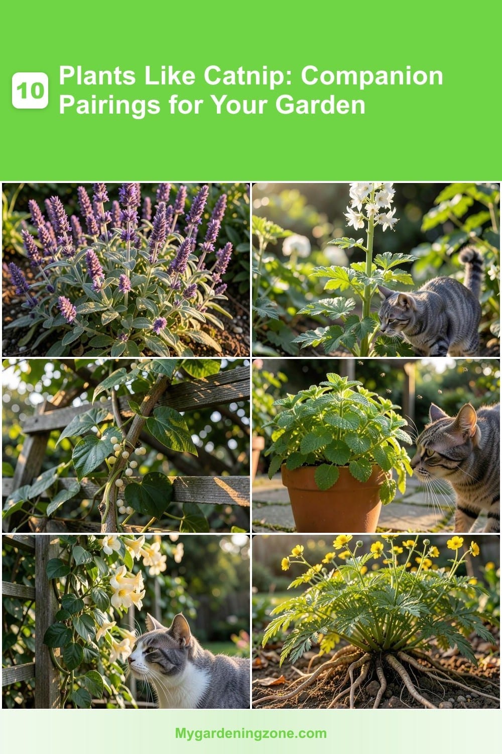 10 Plants Like Catnip: Companion Pairings for Your Garden