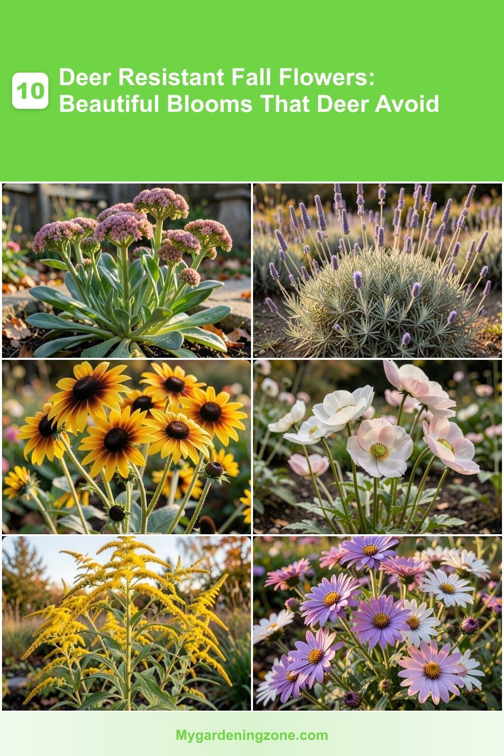 10 Deer Resistant Fall Flowers: Beautiful Blooms That Deer Avoid