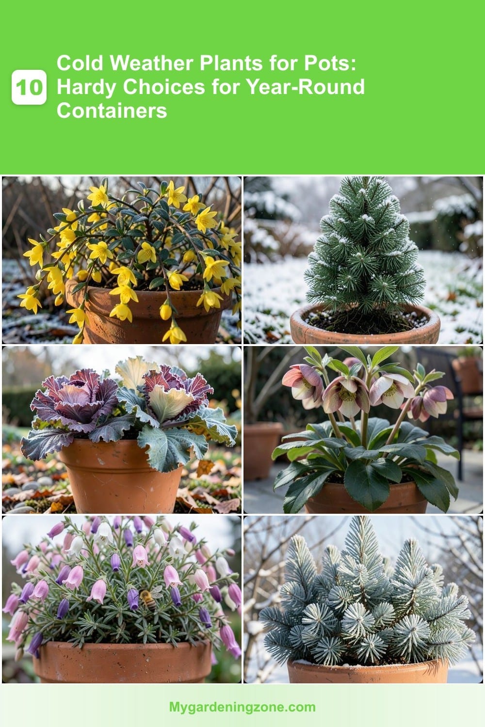 10 Cold Weather Plants for Pots: Hardy Choices for Year-Round Containers 10 Cold Weather Plants for Pots: Hardy Choices for Year-Round Containers