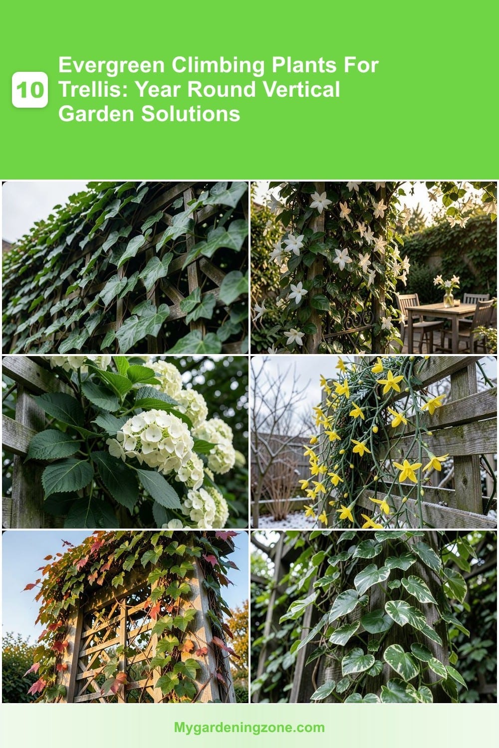 10 Evergreen Climbing Plants For Trellis: Year Round Vertical Garden Solutions 10 Evergreen Climbing Plants For Trellis: Year Round Vertical Garden Solutions