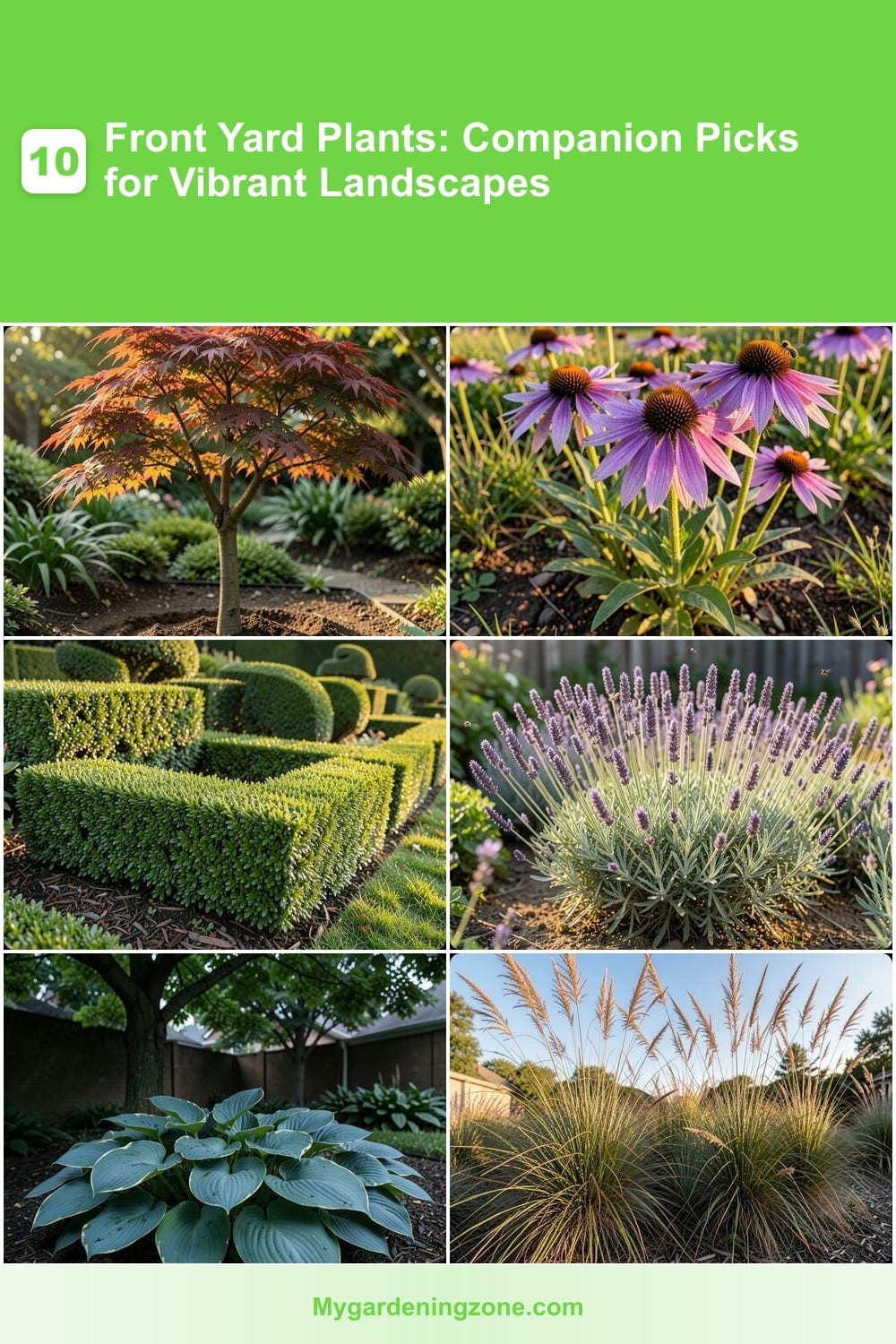 10 Front Yard Plants: Companion Picks for Vibrant Landscapes