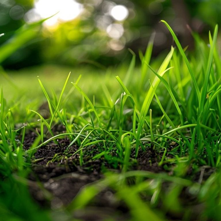 Bayer Advanced Complete Insect Killer For Soil & Turf: Targeted Pest Control for Lawns
