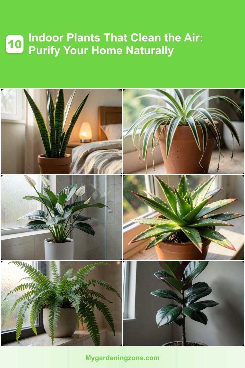 10 Indoor Plants That Clean the Air: Purify Your Home Naturally 10 Indoor Plants That Clean the Air: Purify Your Home Naturally