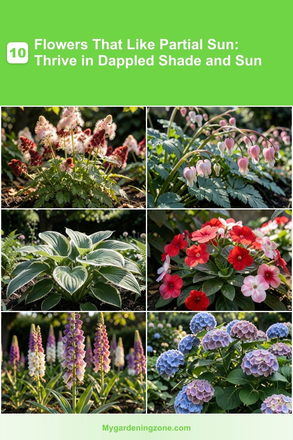 10 Flowers That Like Partial Sun: Thrive in Dappled Shade and Sun